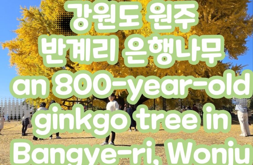 원주반계리은행나무 명소 800년 역사의 은행나무(an 800-year-old ginkgo tree in Bangye-ri, Wonju)