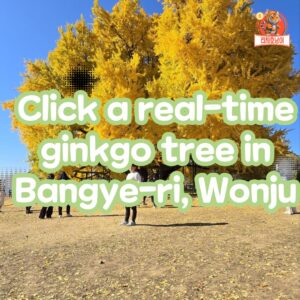 Click a real-time ginkgo tree in Bangye-ri, Wonju